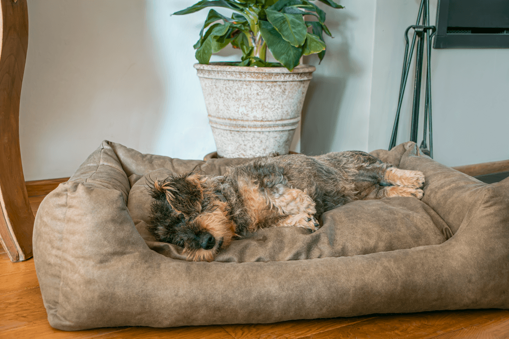 Let's Sleep Sweet Dreams Hundekorb Mit Kissen XL Taupe 3