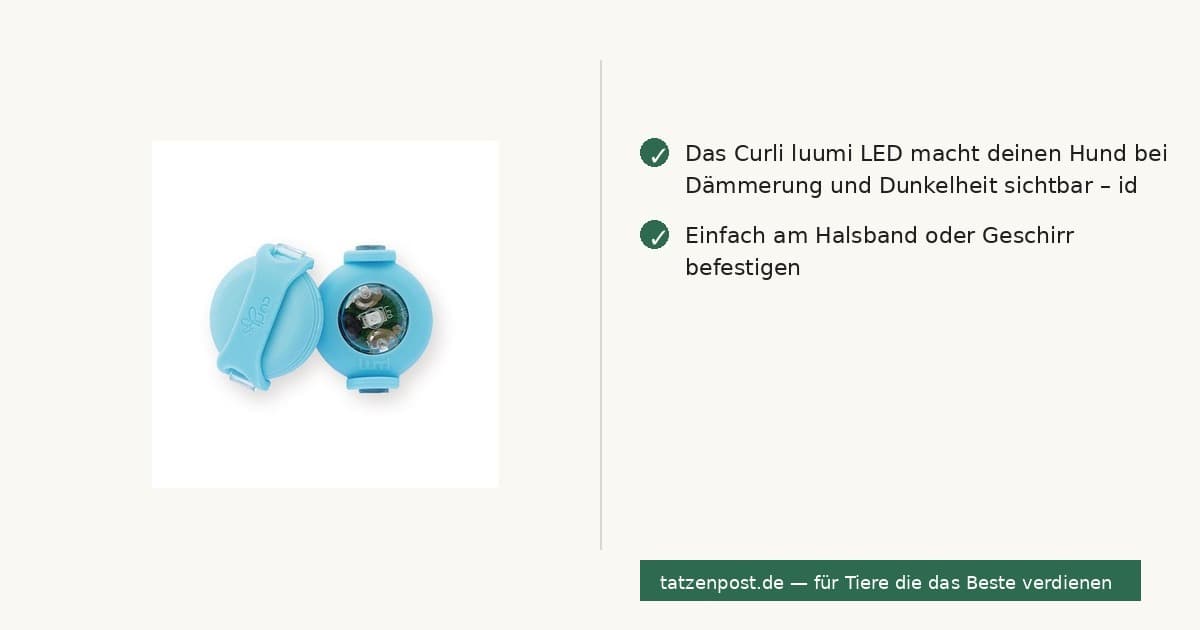 Curli luumi LED Cyan – Sicherheits-LED für Hunde 2