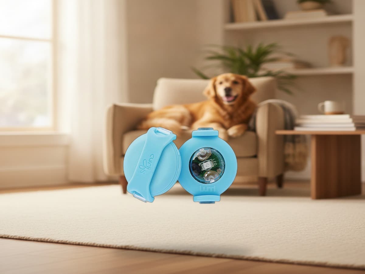 Curli luumi LED Cyan – Sicherheits-LED für Hunde
