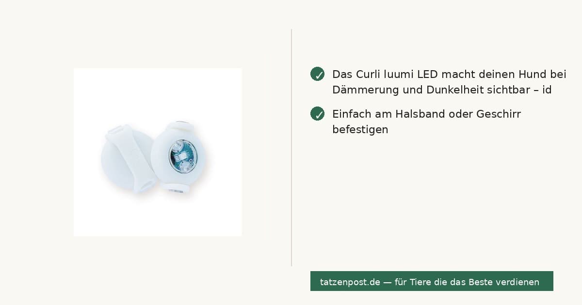 Curli luumi LED Weiß – Sicherheits-LED für Hunde 2
